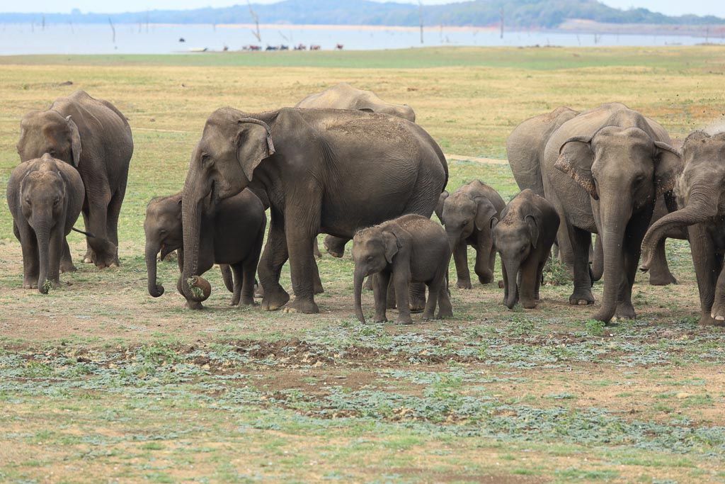 Parque Kaudulla y Minneriya sri lanka ver elefantes