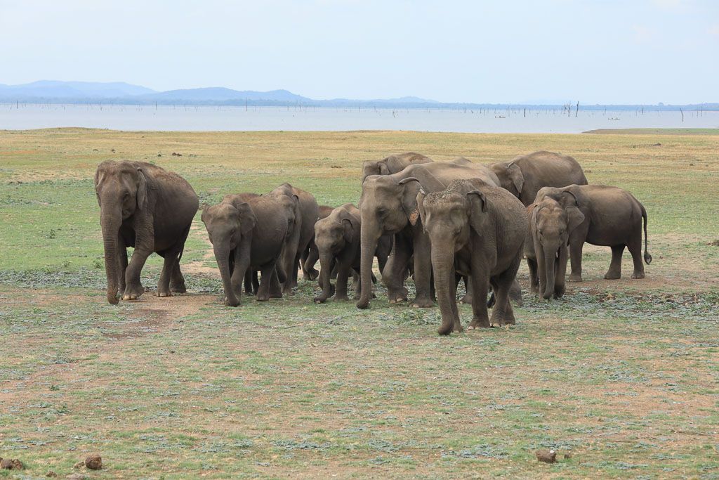 Parque Kaudulla y Minneriya sri lanka ver elefantes