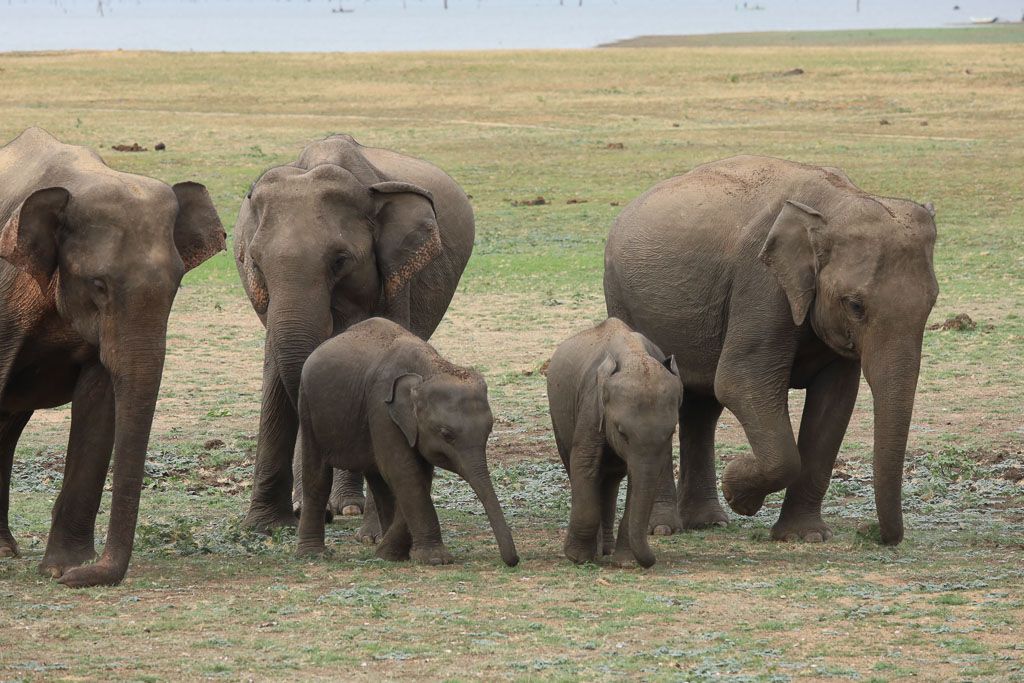 safari kaudulla elefantes sri lanka