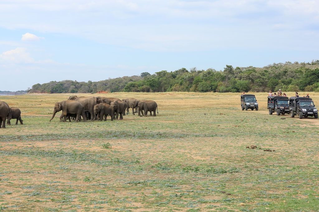 Parque nacional Kaudulla sri lanka ver elefantes safari