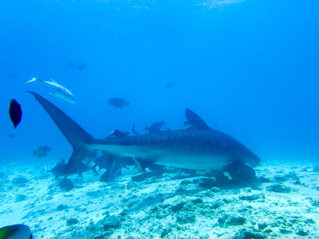 buceo tiburon tigre fuvahmulah maldivas