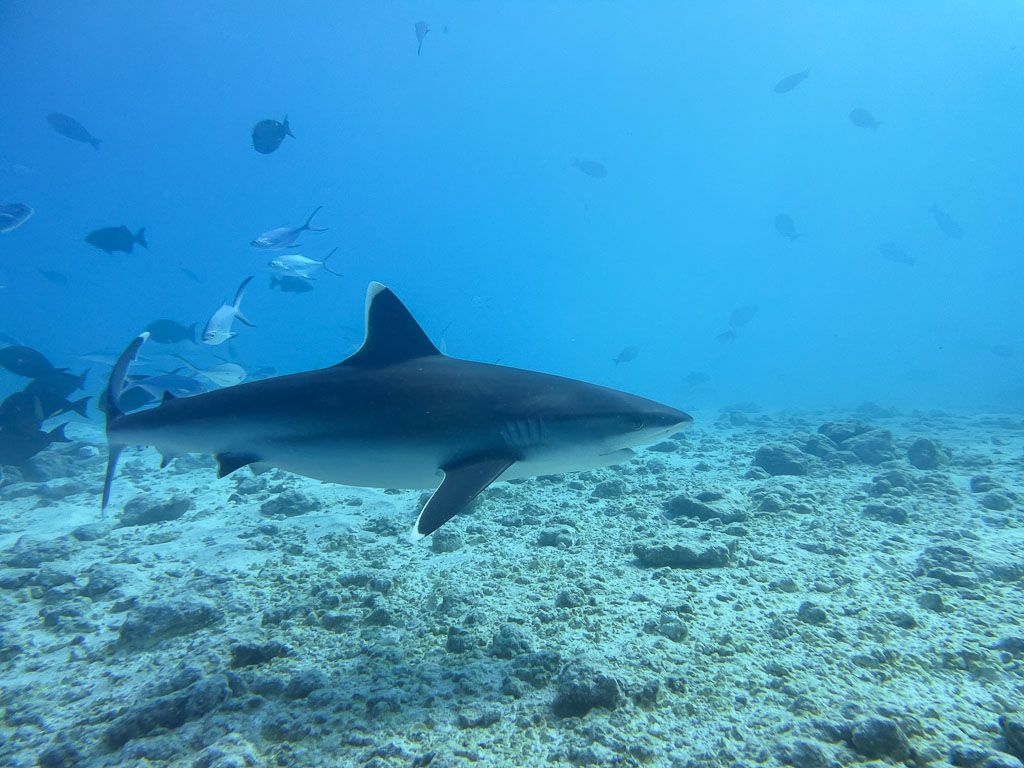 tiburon en fuvahmulah maldivas