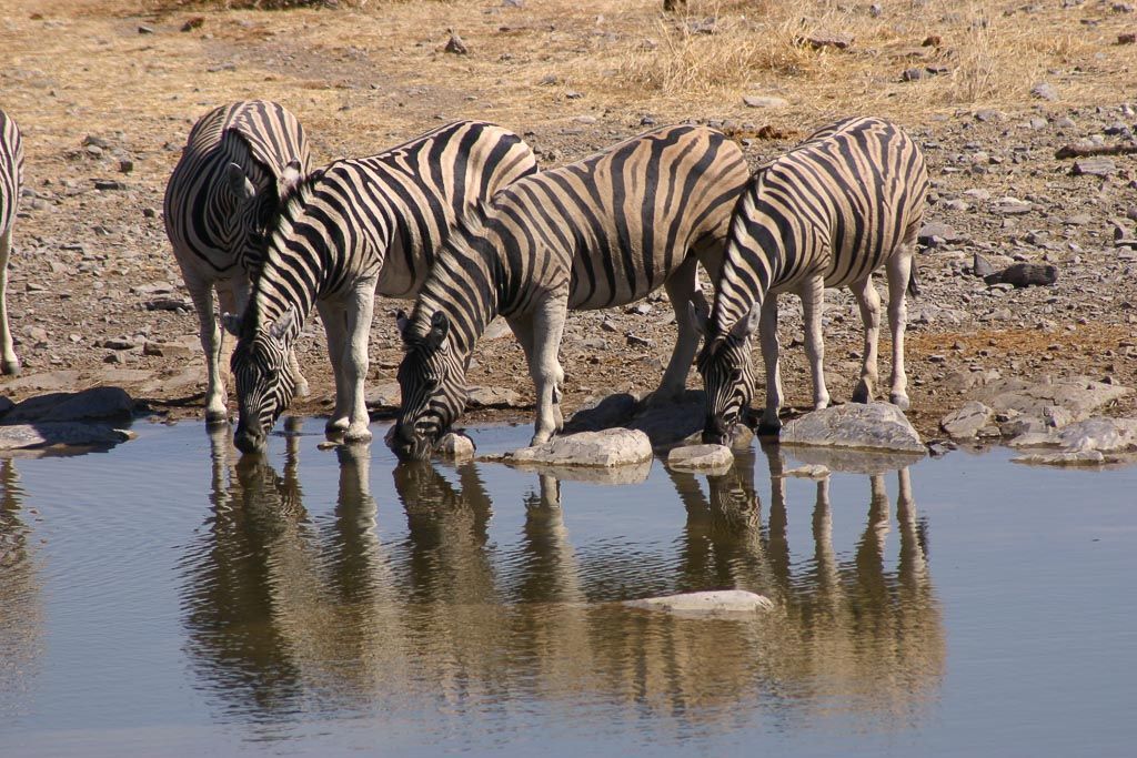 Etosha parque nacional namibia