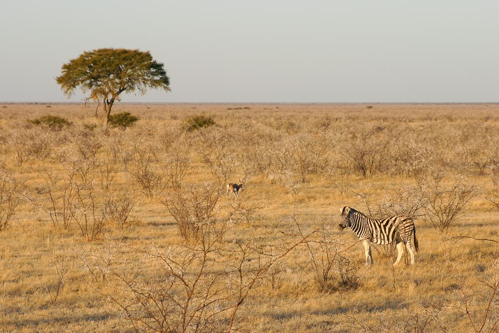 Etosha parque nacional namibia