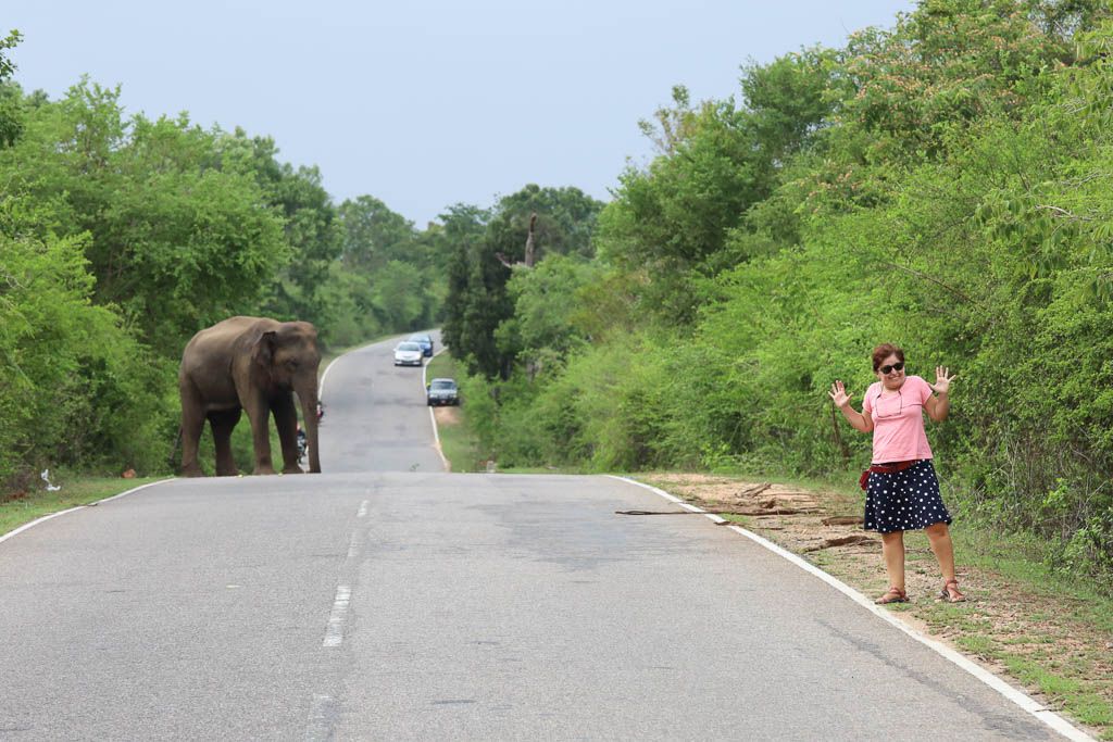 elefantes libertad sri lanka carretera b035