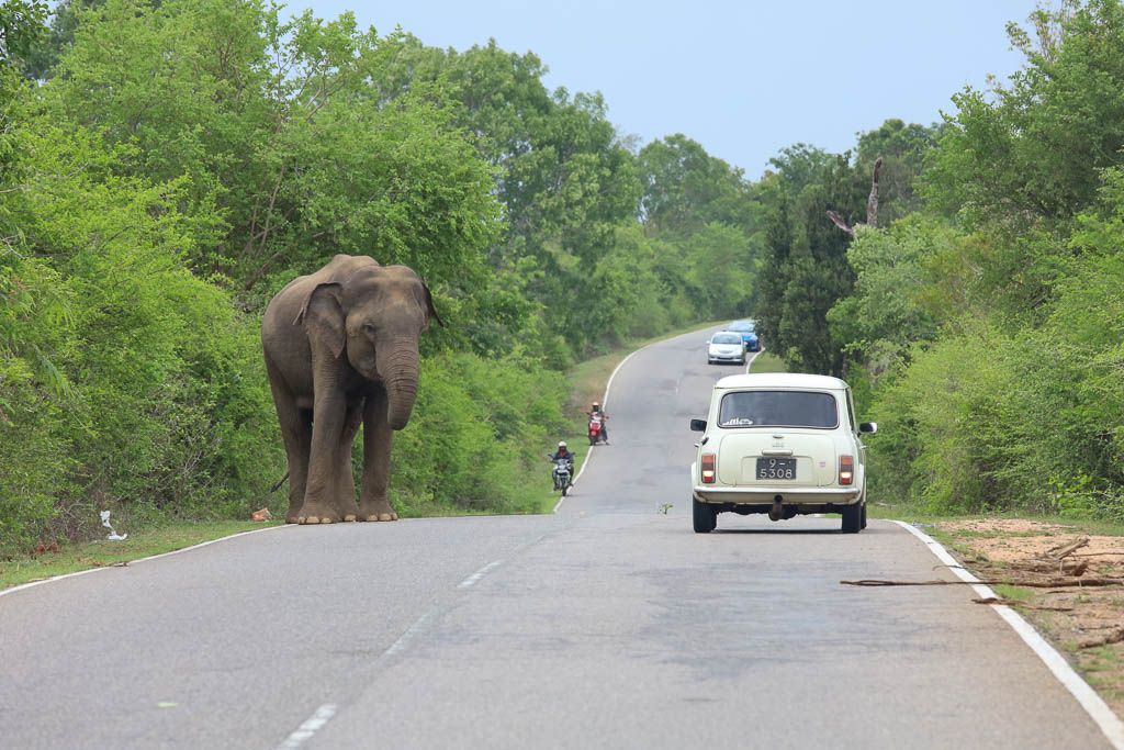 elefantes libertad sri lanka carretera b035