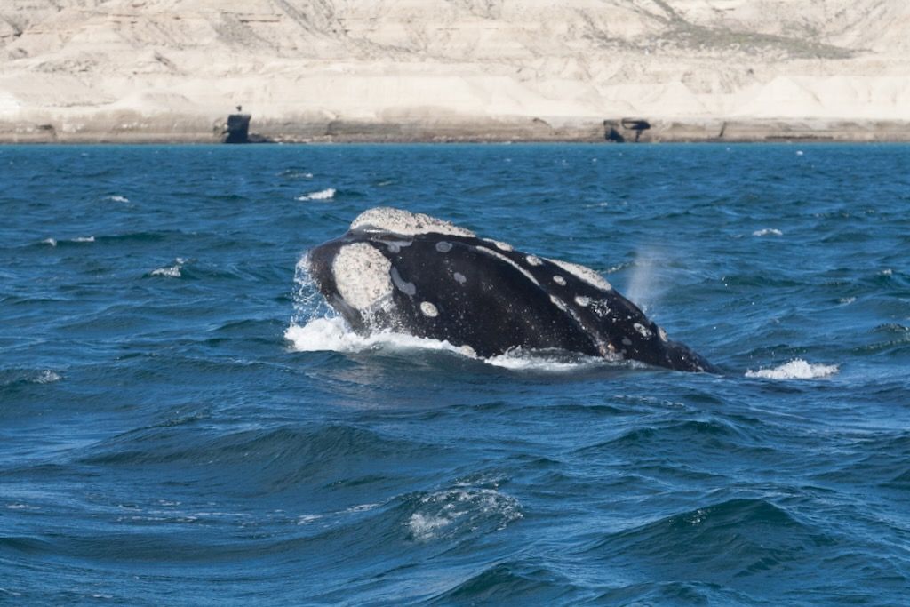 Ballena franca austral