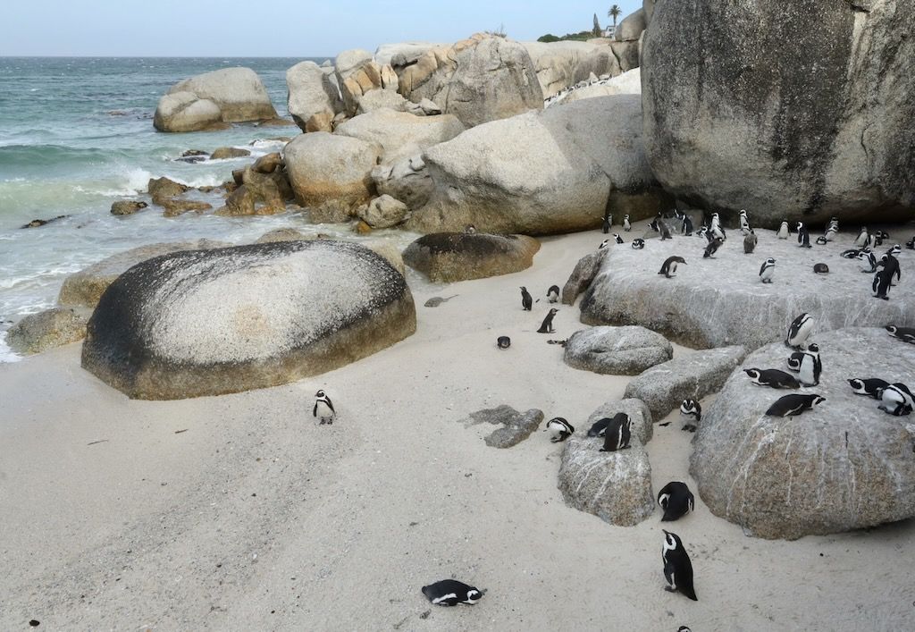 Pingüinos en Sudáfrica