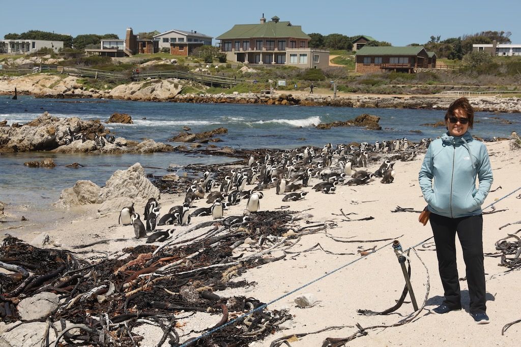 Reserva Natural de Stony Point en Bettys Bay pinguinos en Sudafrica