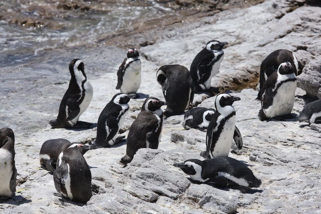 Reserva Natural de Stony Point en Bettys Bay pinguinos en Sudafrica