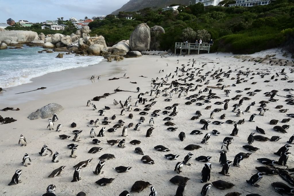 Boulders beach pinguinos peninsula del cabo sudafrica