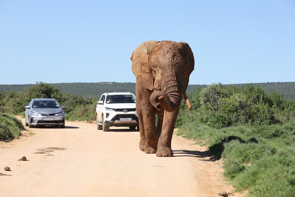 elefante en el Parque nacional de los Elefantes de Addo Sudafrica