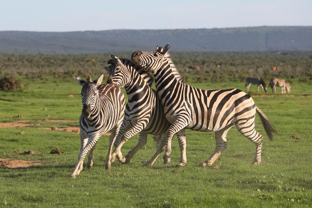 cebras en el Parque nacional de los Elefantes de Addo Sudafrica