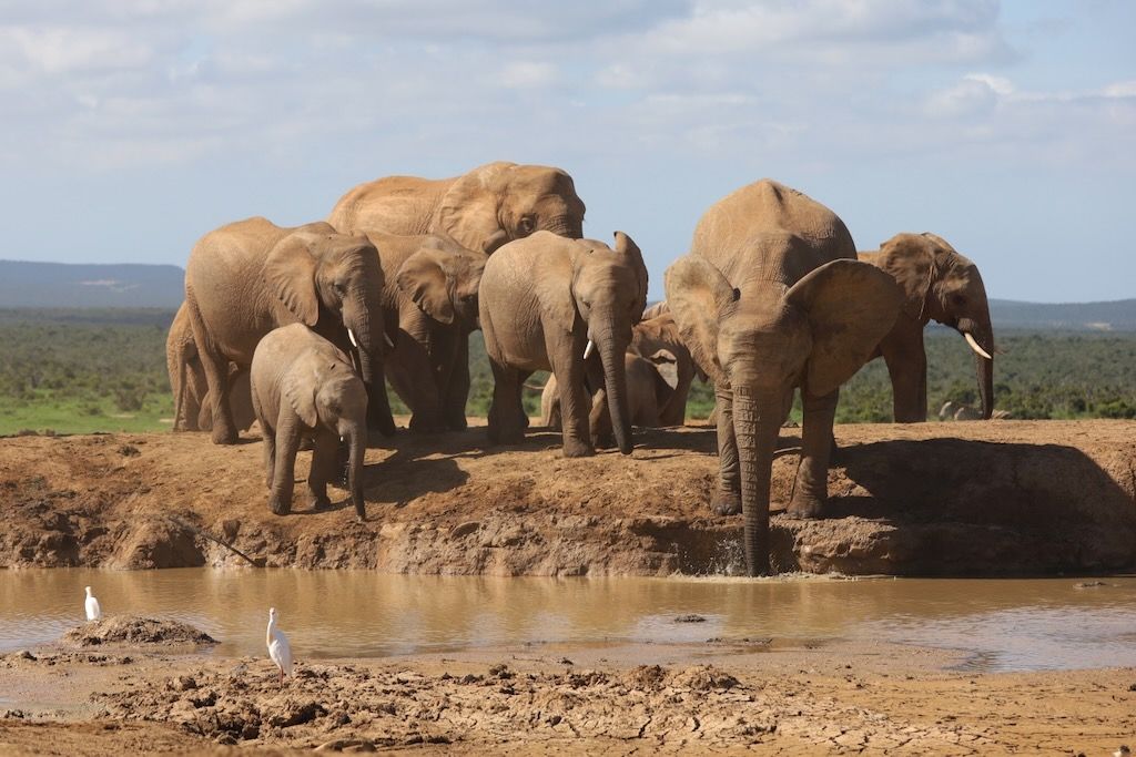 Manada de elefantes en el Parque nacional Addo Sudafrica