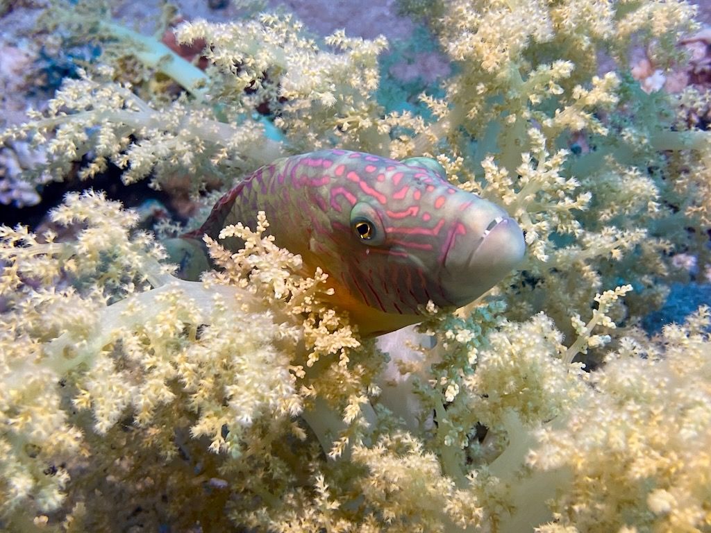 corales y vida marina durante buceo en el mar Rojo de egipto