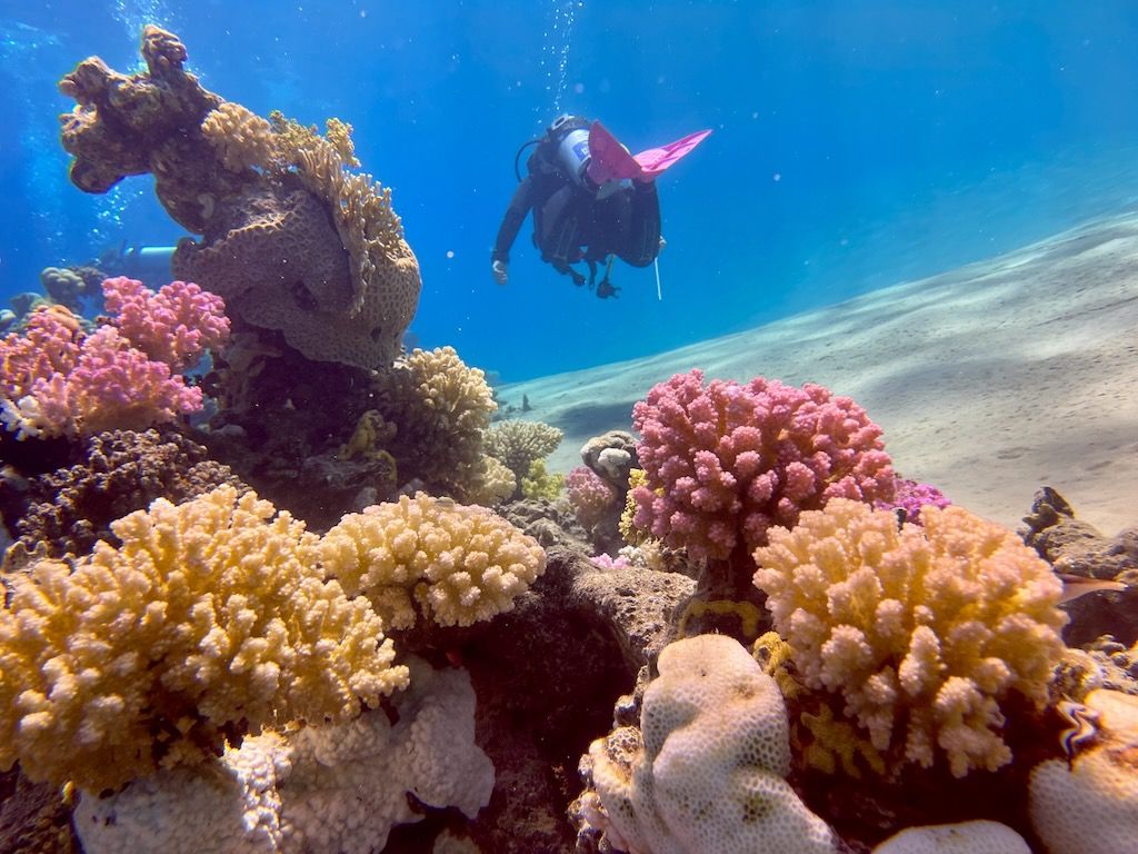 coreles buceo en el mar Rojo