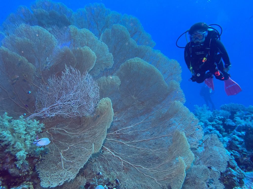gorgonias buceo en el mar Rojo