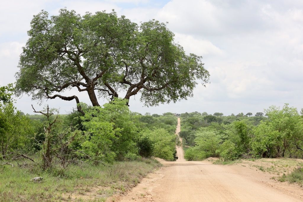 parque nacional kruger sudafrica