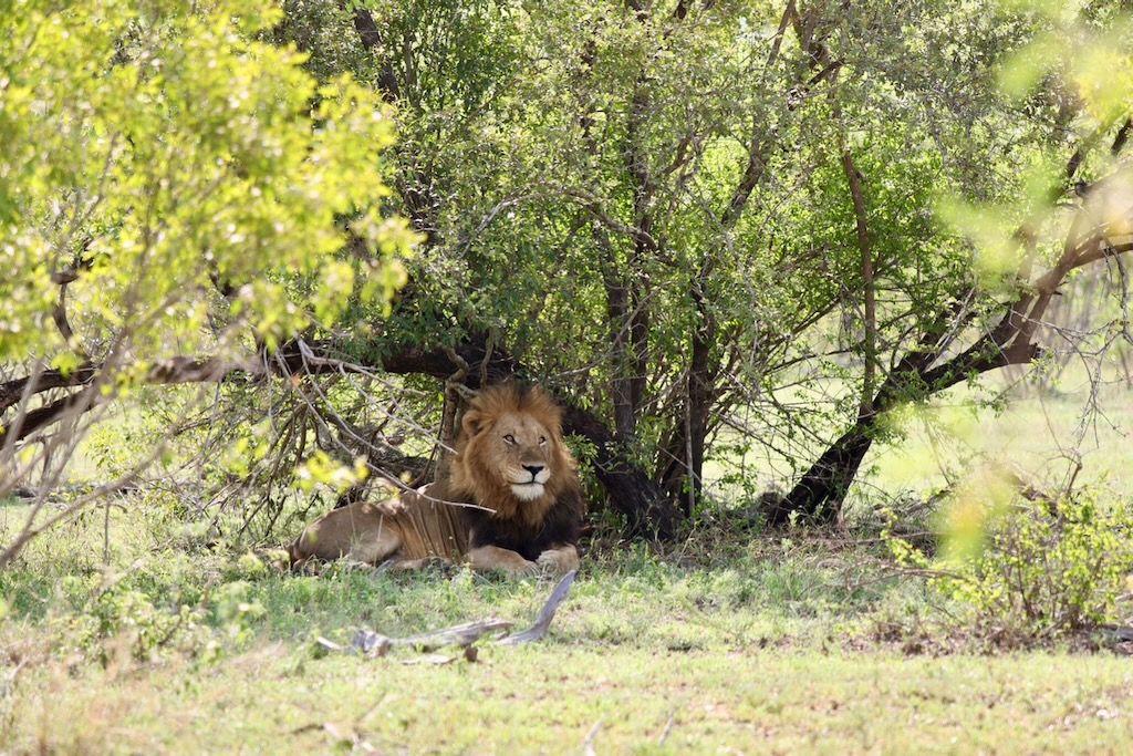 leon en parque nacional kruger sudafrica