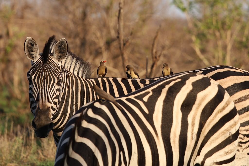 cebras parque nacional kruger sudafrica