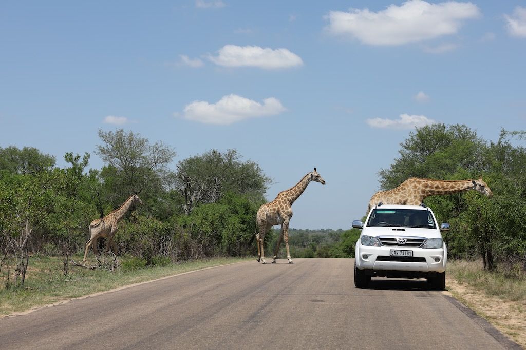 jirafas en carretera parque nacional kruger sudafrica