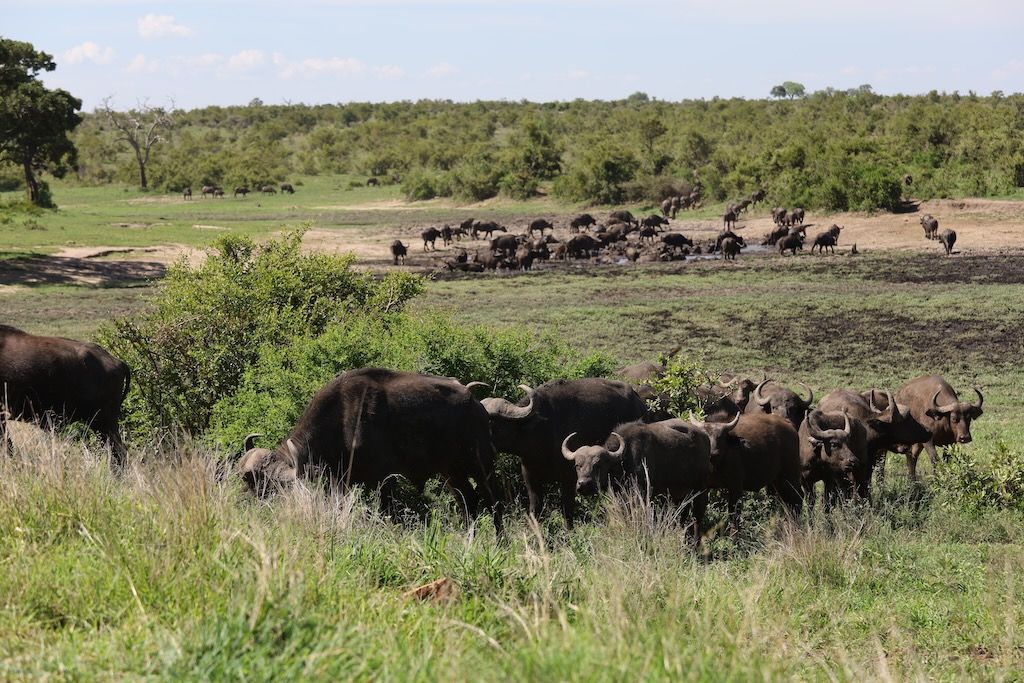bufalos manada parque nacional kruger sudafrica