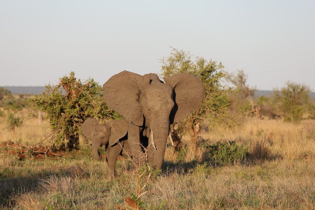 elefantes en el parque nacional kruger sudafrica