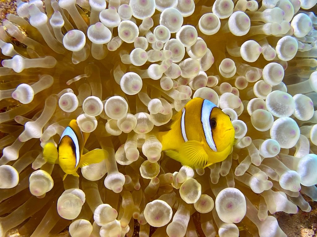 pez payaso y anemona buceo en el mar Rojo