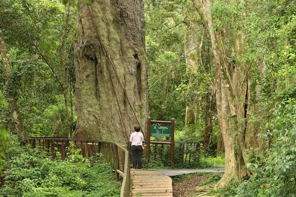 Wilderness⁩ ruta jardin sudafrica