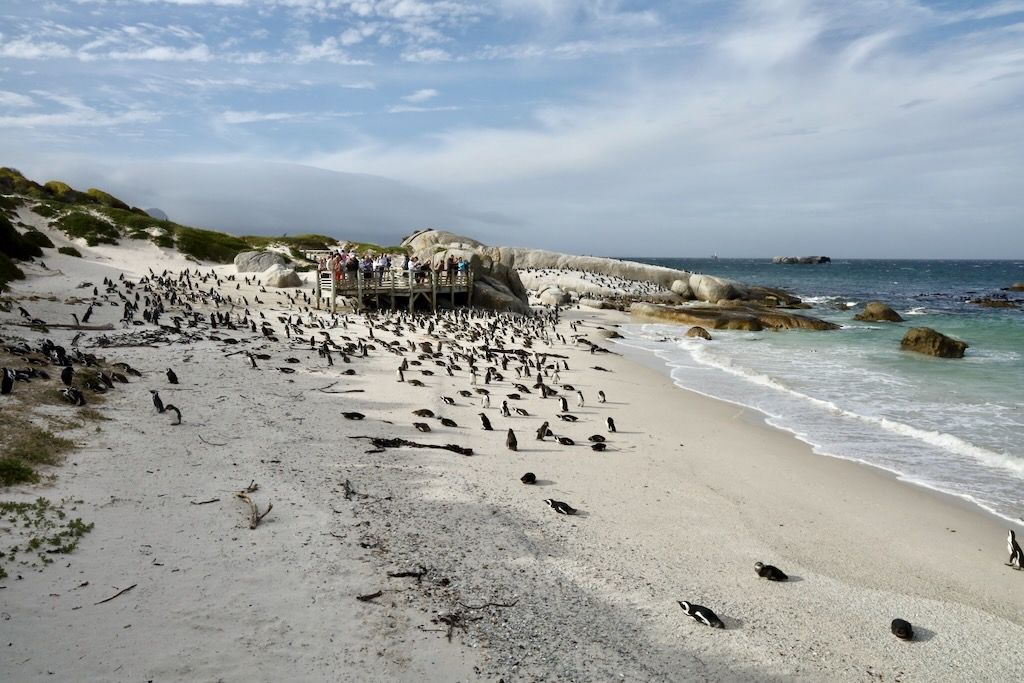Pingüinos del cabo boulders beach peninsula cabo