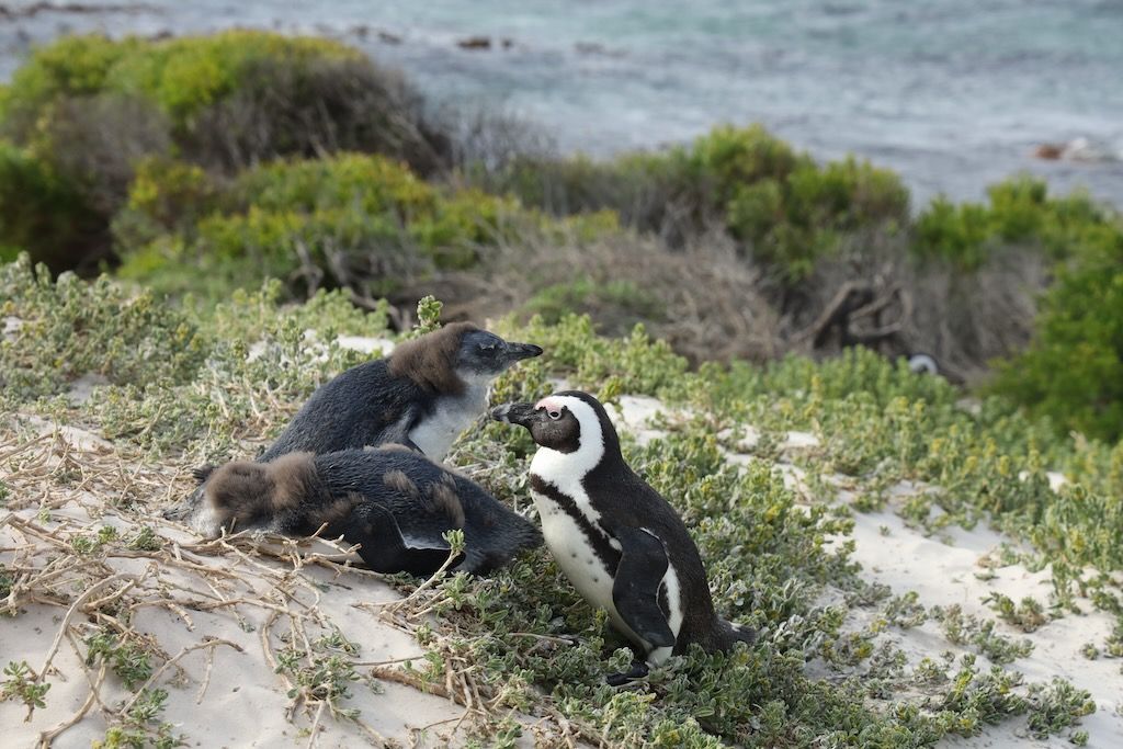 Pingüinos del cabo en boulders beach peninsula cabo