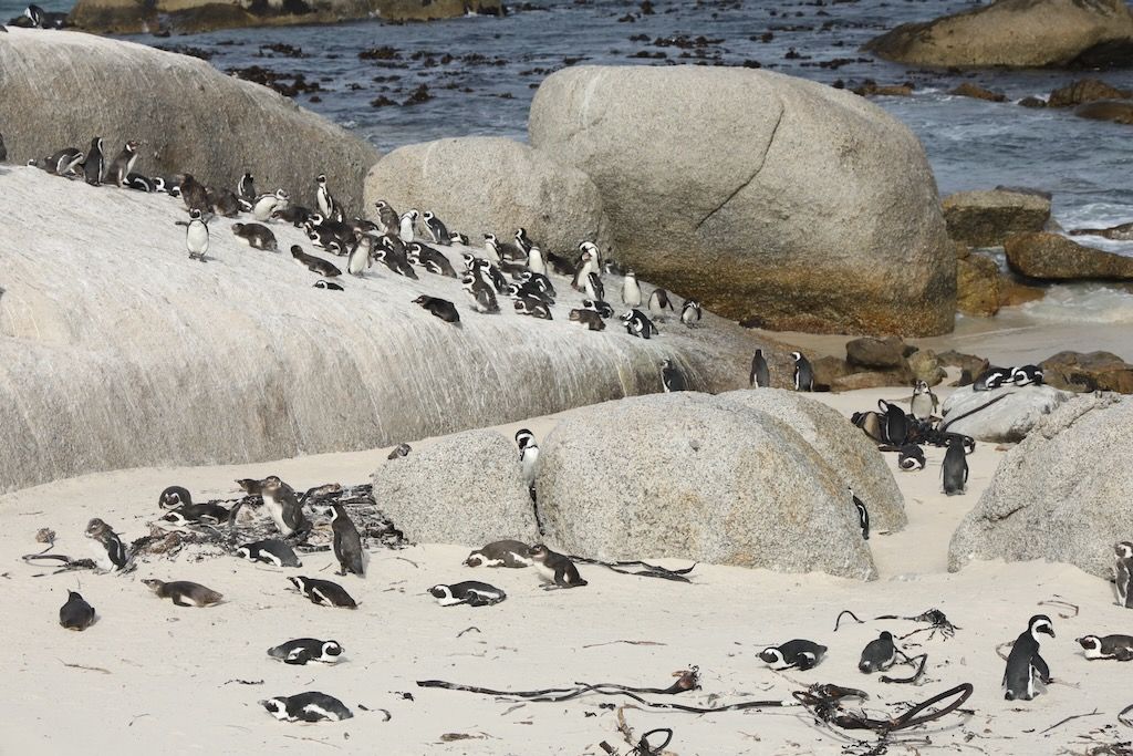 Pingüinos del cabo en boulders beach peninsula cabo