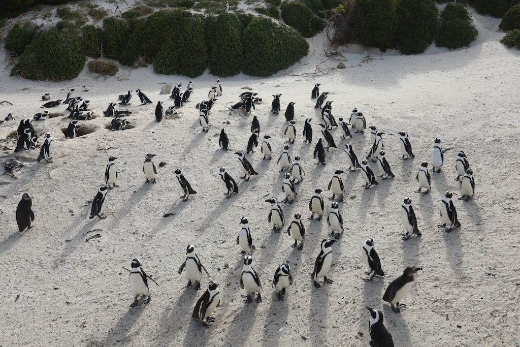 Pingüinos del cabo en boulders beach peninsula cabo
