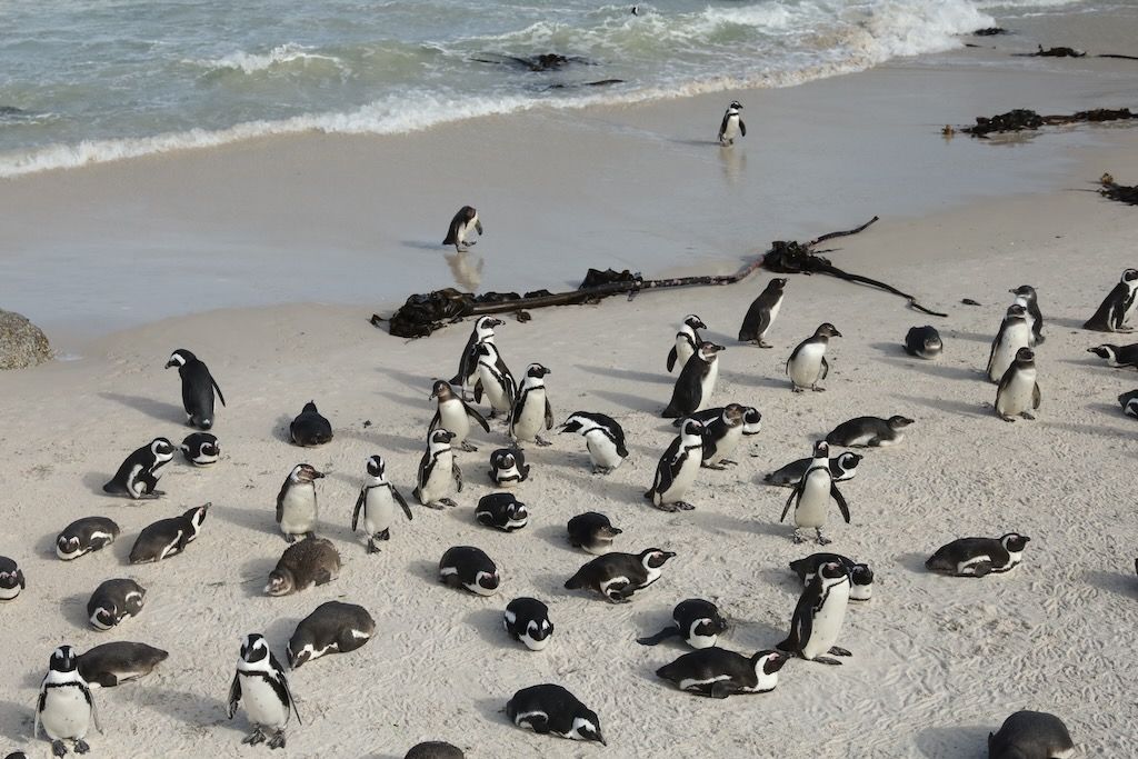 Pingüinos del cabo en boulders beach peninsula cabo