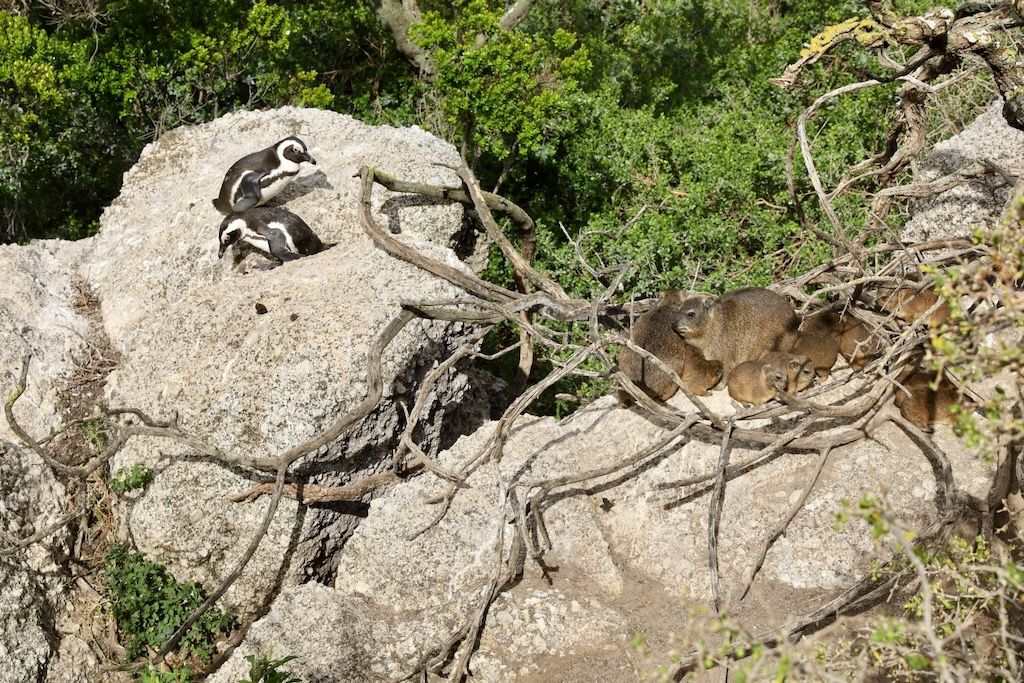 Pingüinos y damanes del cabo en boulders beac