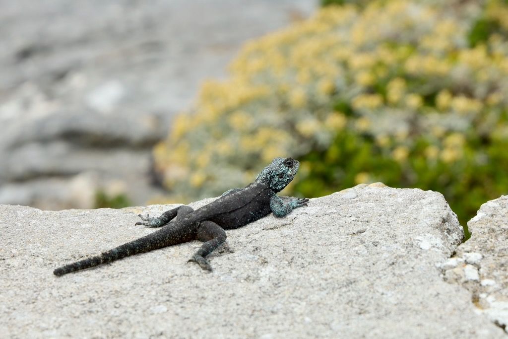 agama en Cabo Buena Esperanza faro ruta coche