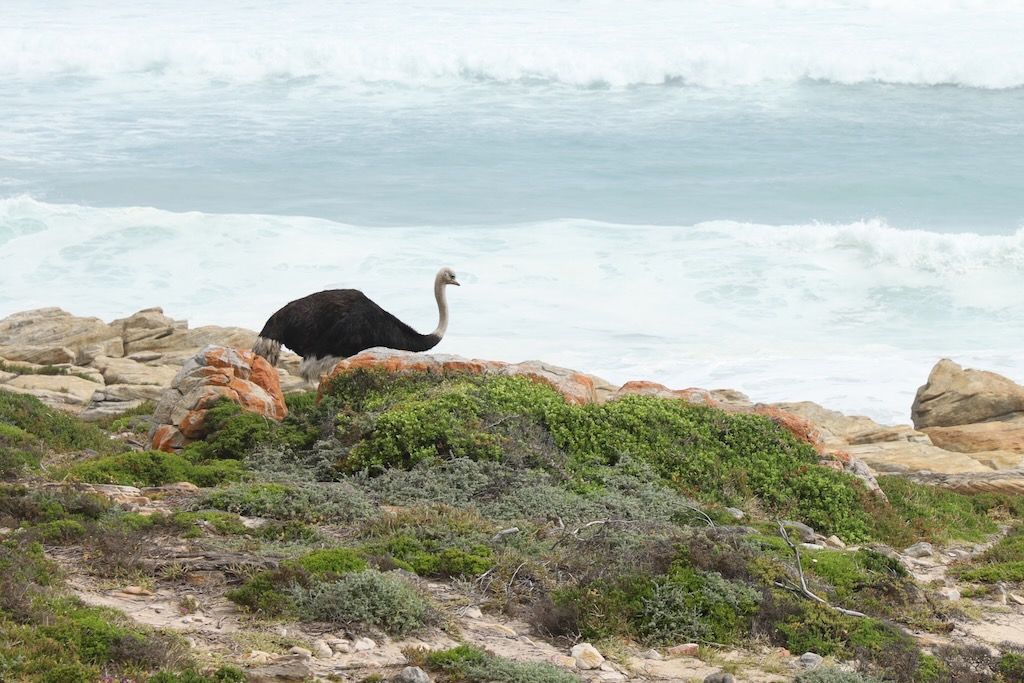 vestruz en cabo de Buena Esperanza