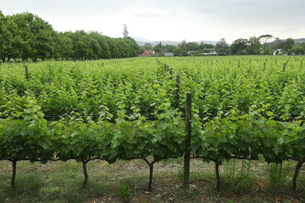 bodega Lanzerac en ⁨Stellenbosch⁩ winelands sudafrica