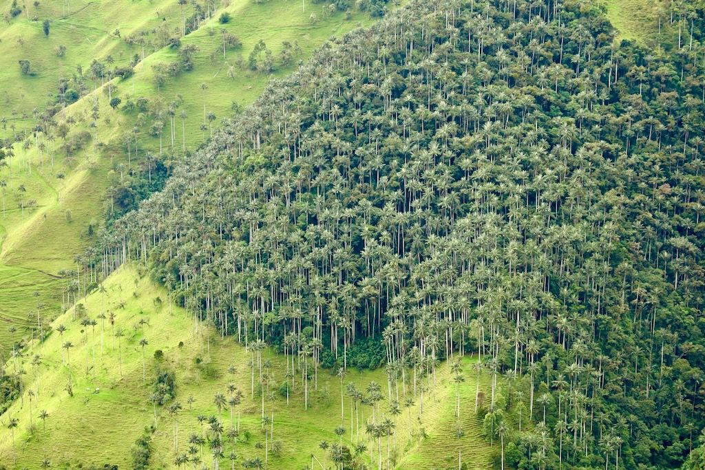 palmas de cera Finca Carbonera Tolima Eje Cafetero palmas cera tochecito