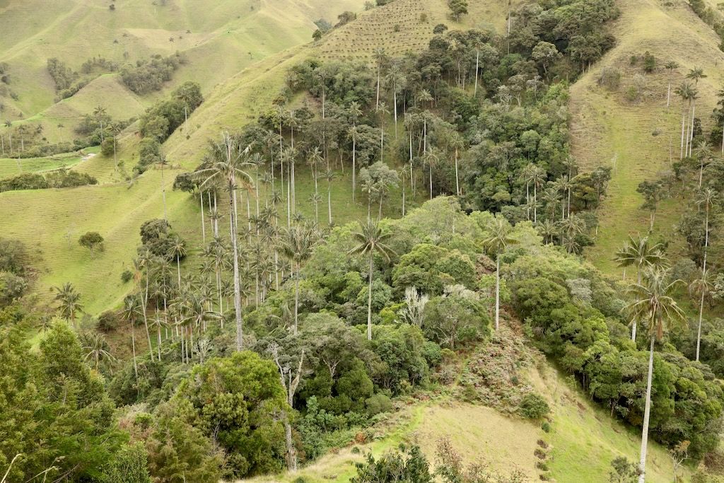 Mirador valle Samaria palmas de cera Colombia Salamina