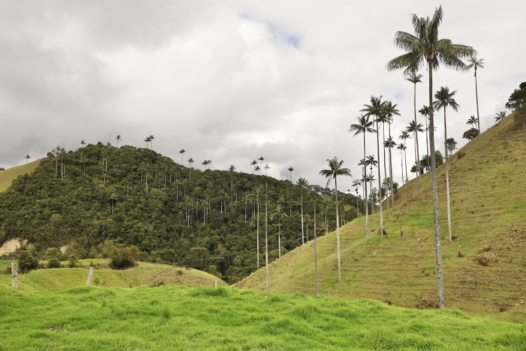 Mirador valle Samaria palmas de cera Colombia