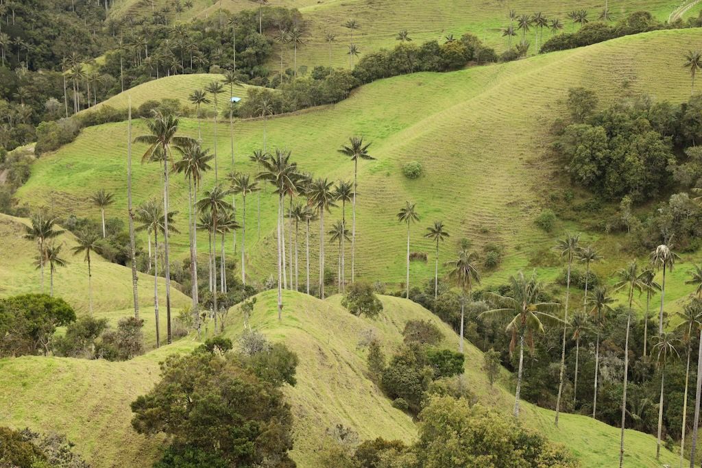 Mirador valle Samaria palmas de cera Colombia