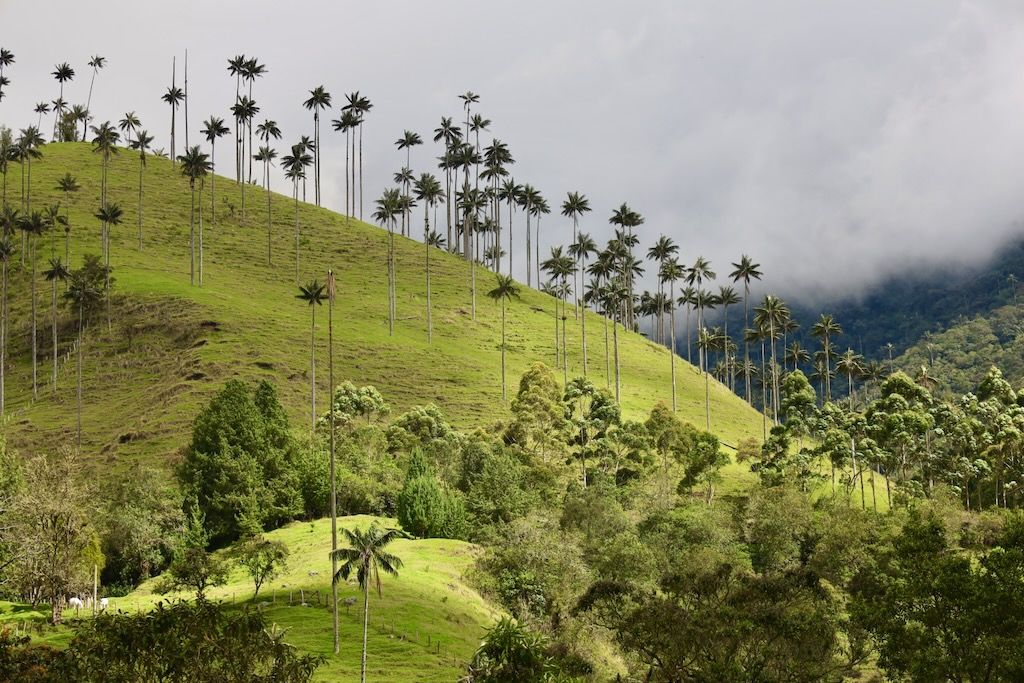 Valle Cocora Salento Eje Cafetero Colombia