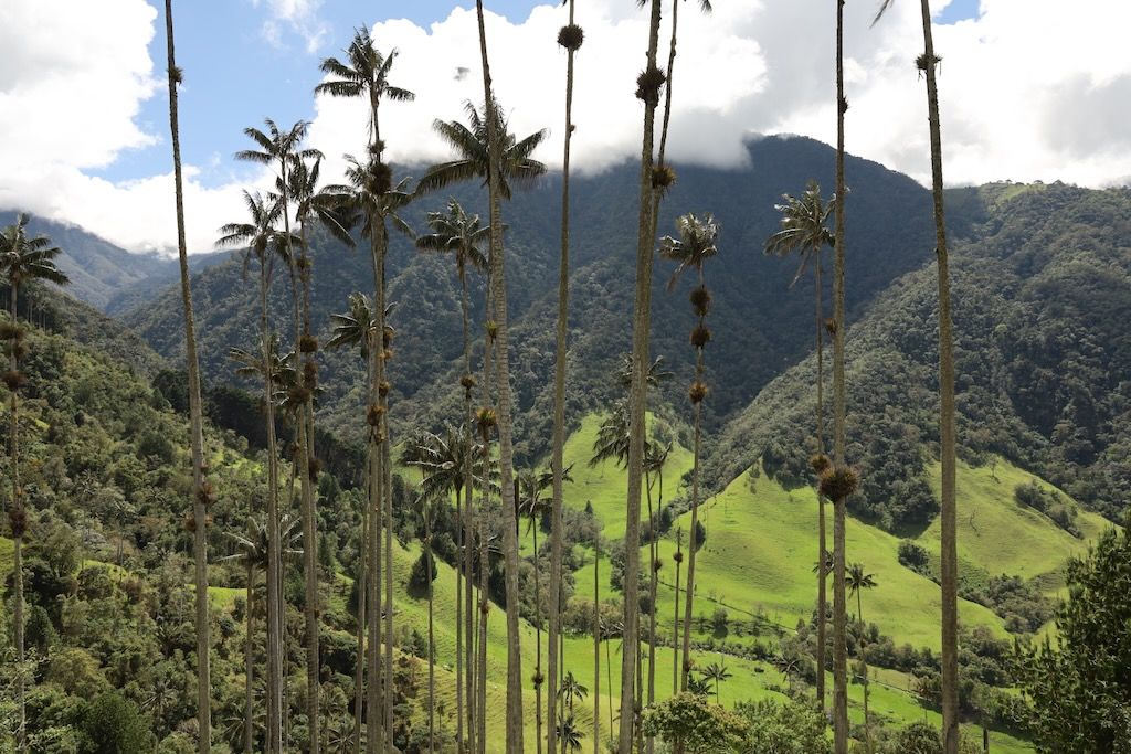 Valle Cocora Salento Eje Cafetero Colombia