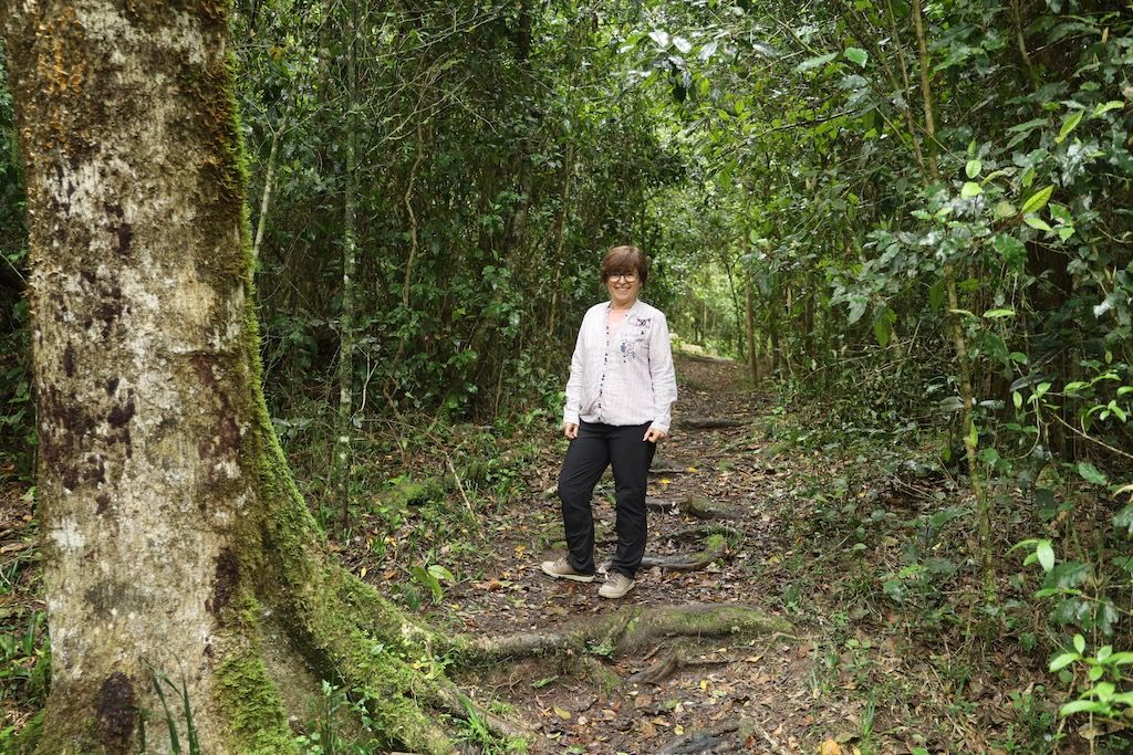Wilderness Woodville Big Tree