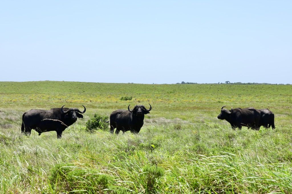bufalos Grassland Loop que hacer en isimangaliso