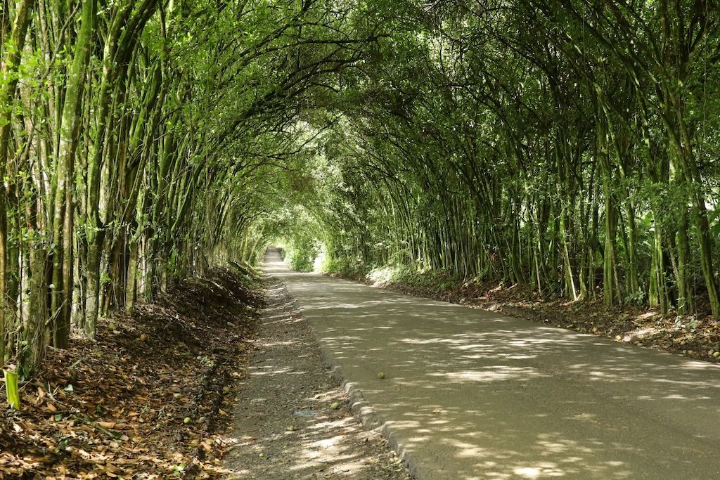 túnel de árboles de La Tebaida Eje Cafetero