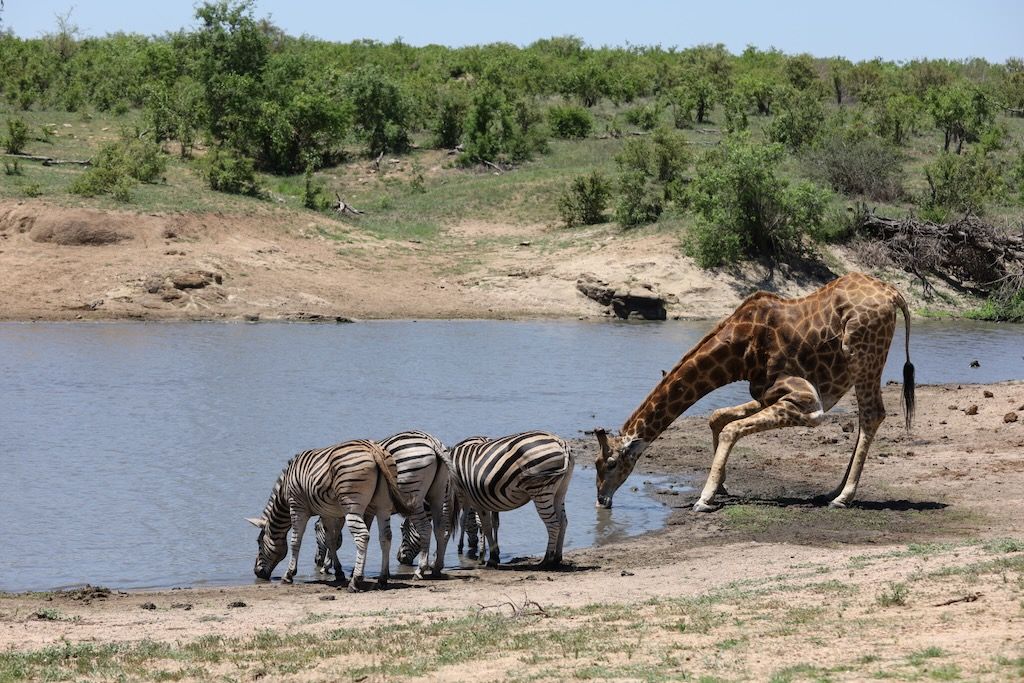Cebras y jirafas que puedes ver en kruger parque