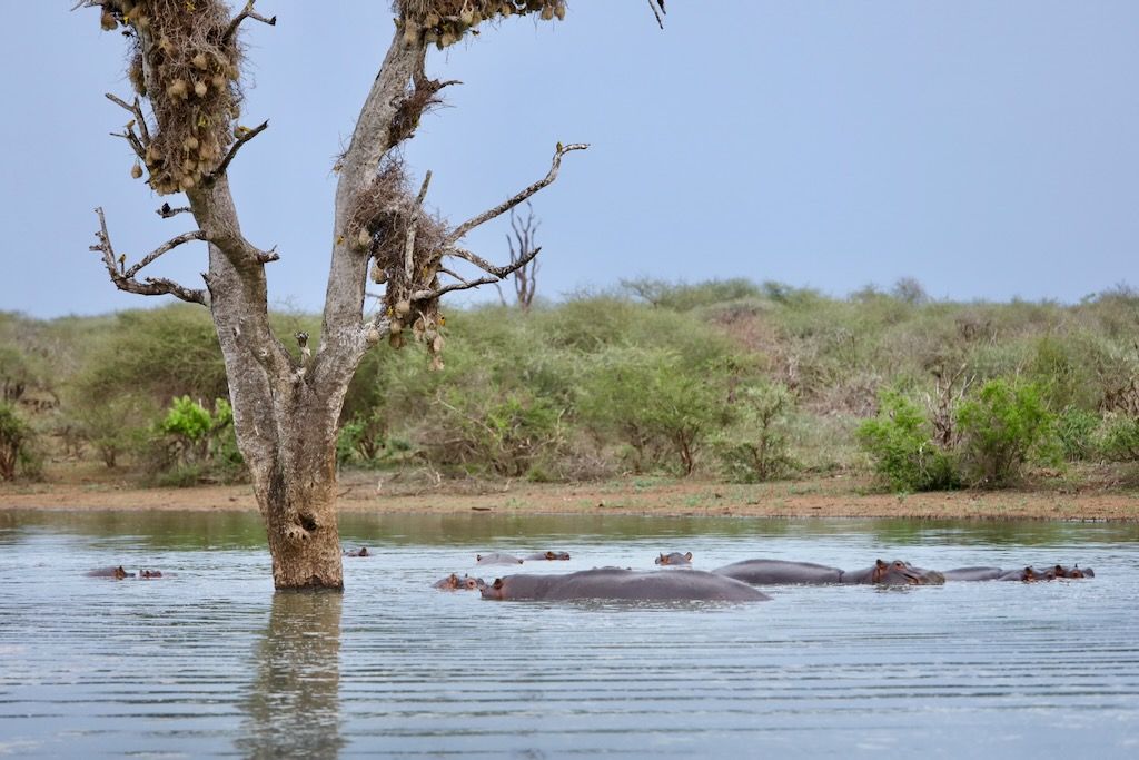 Hipopotamos en sunset dam parque kruger