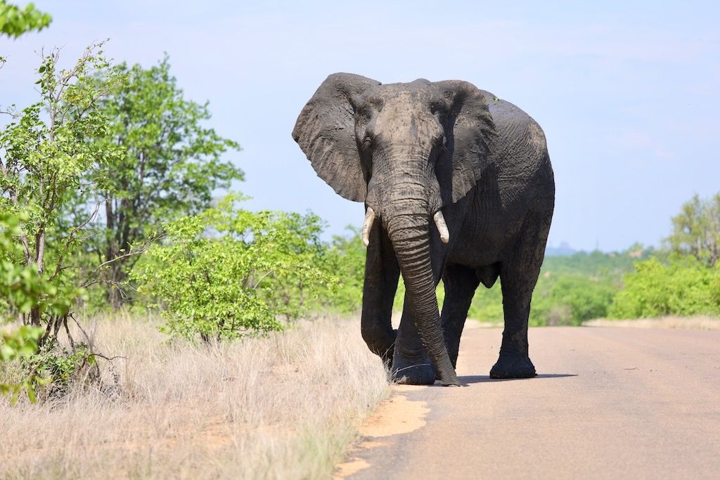 Que hacer en Kruger 6 días recorrido en coche